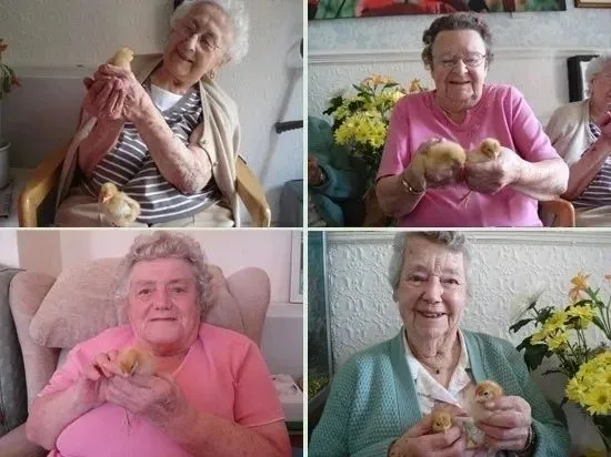 Easter Chicks