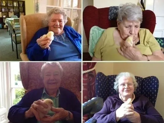 Easter Chicks