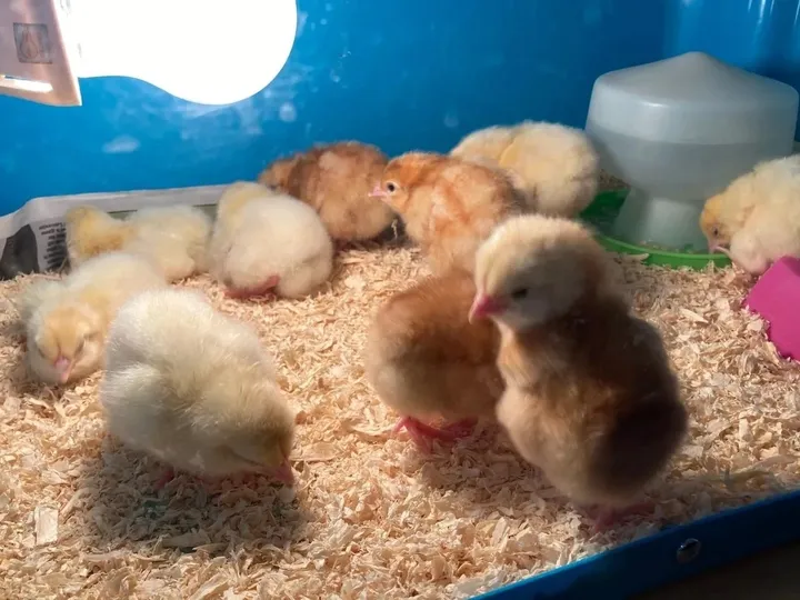We hatched some eggs!