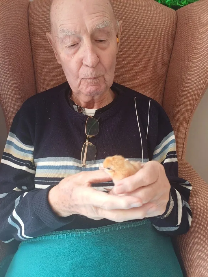 A man looks at a new-born chick