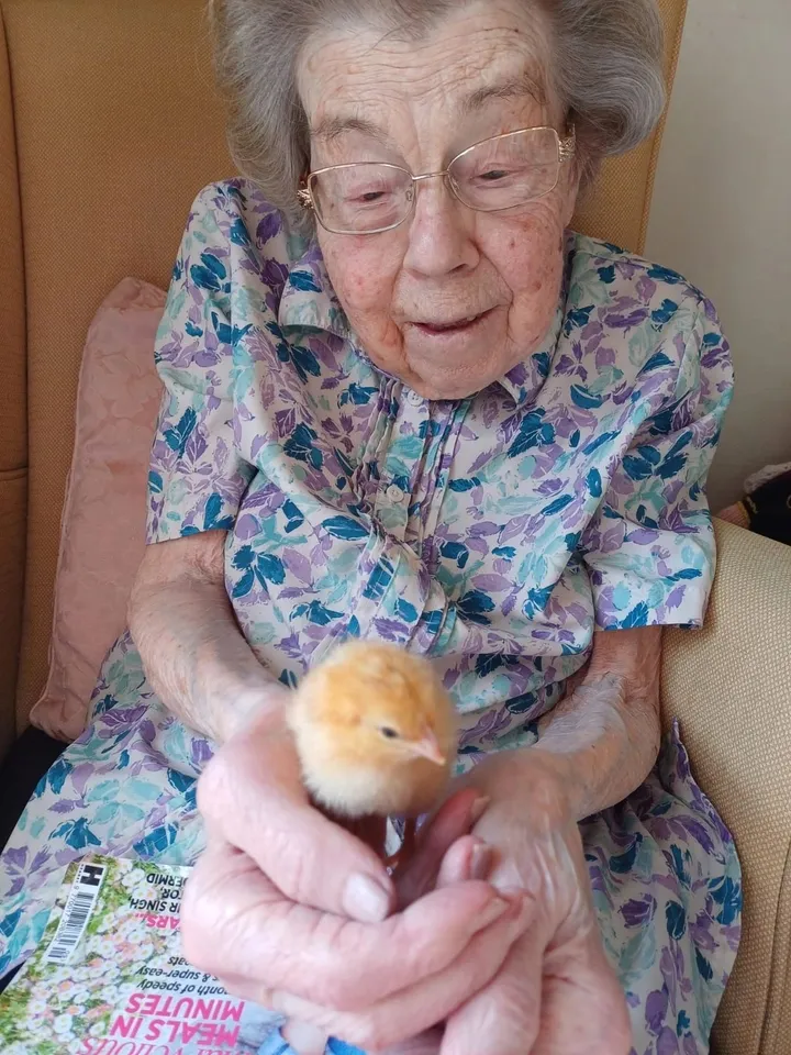 Easter Chicks